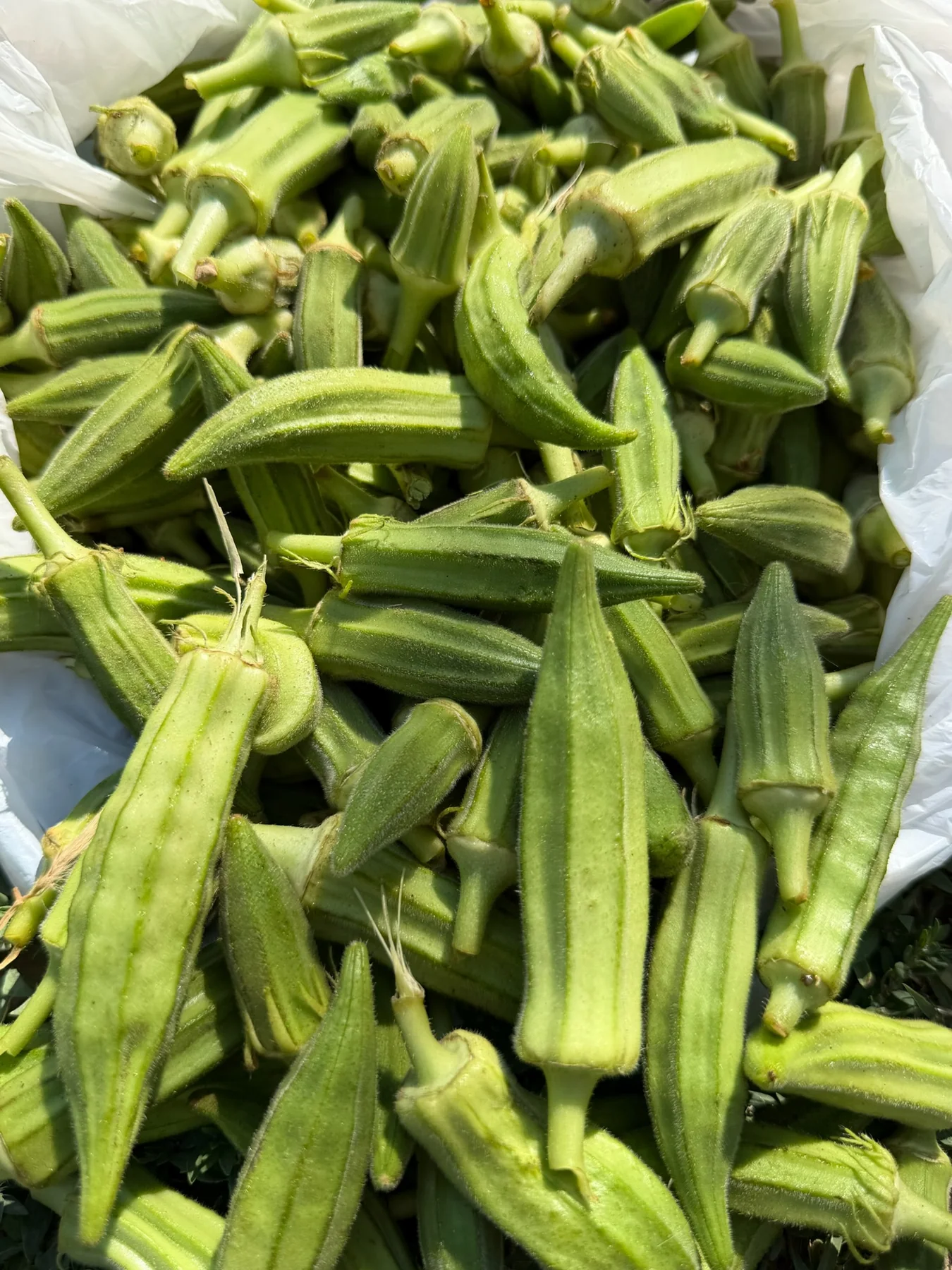 Taze Bamya — Engin Aksakal bahçesi