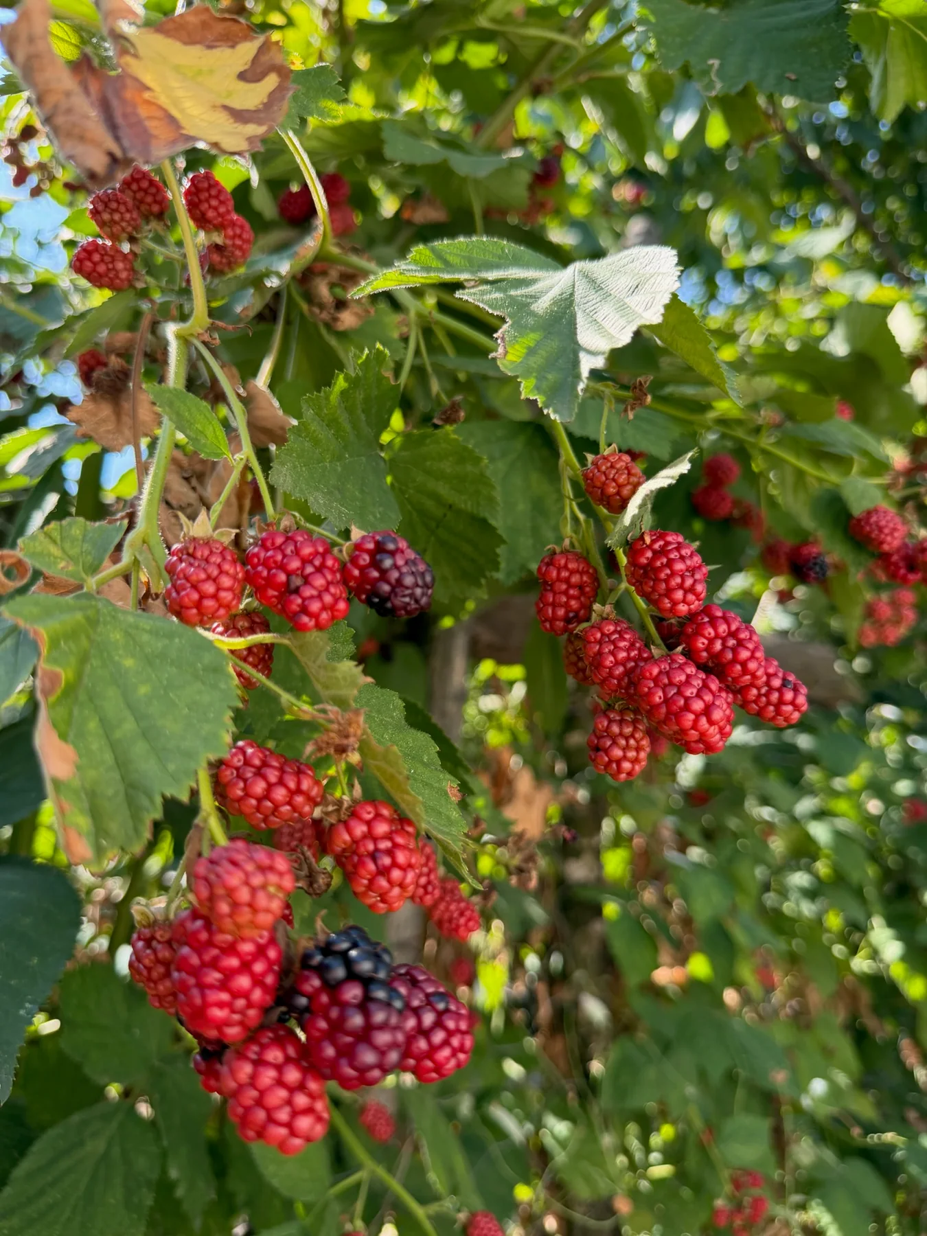 Bahçe Böğürtleni — Engin Aksakal bahçesi
